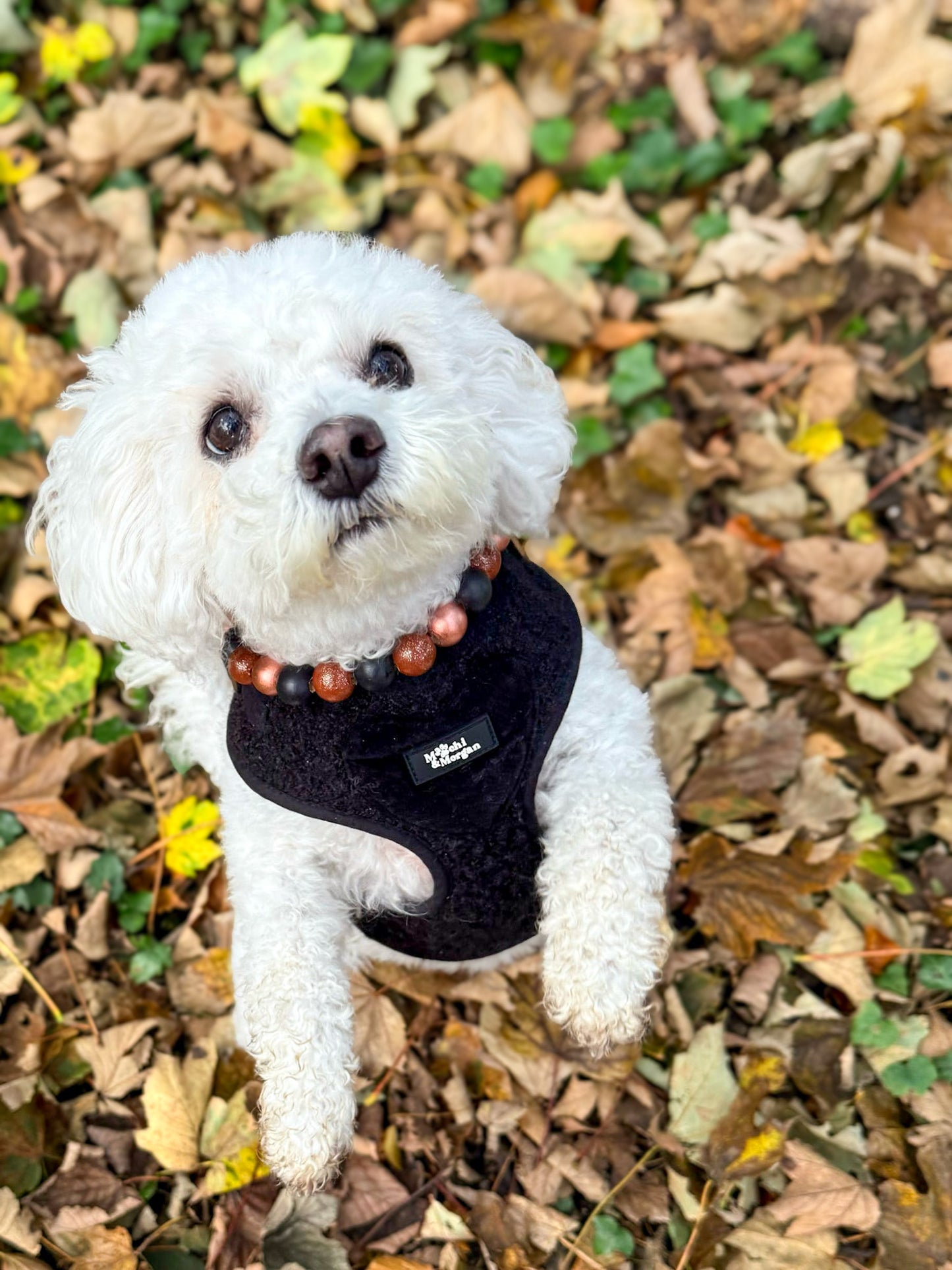 Autumn glitz