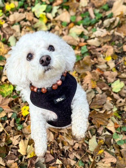 Autumn glitz