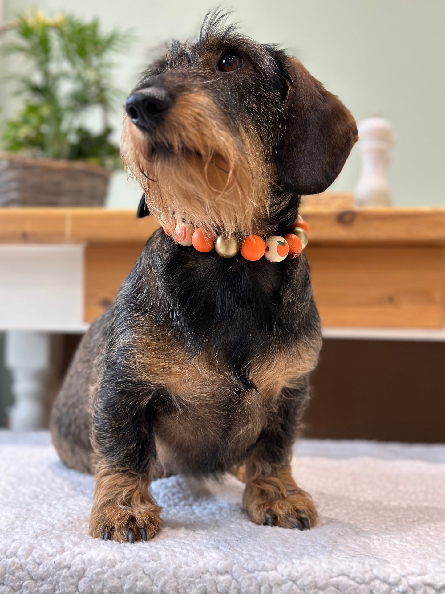 APAWrol spritz orange dog collar necklace