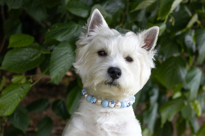 Forget me not dog collar necklace